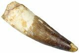 Real Spinosaurus Tooth - Huge Dinosaur Tooth #302849-1